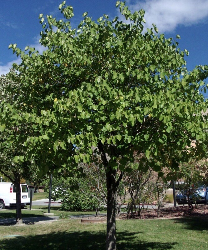 Cercis c. &#39;Eastern Redbud&#39;