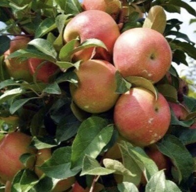Fruit, Apple 'Honeycrisp' #5