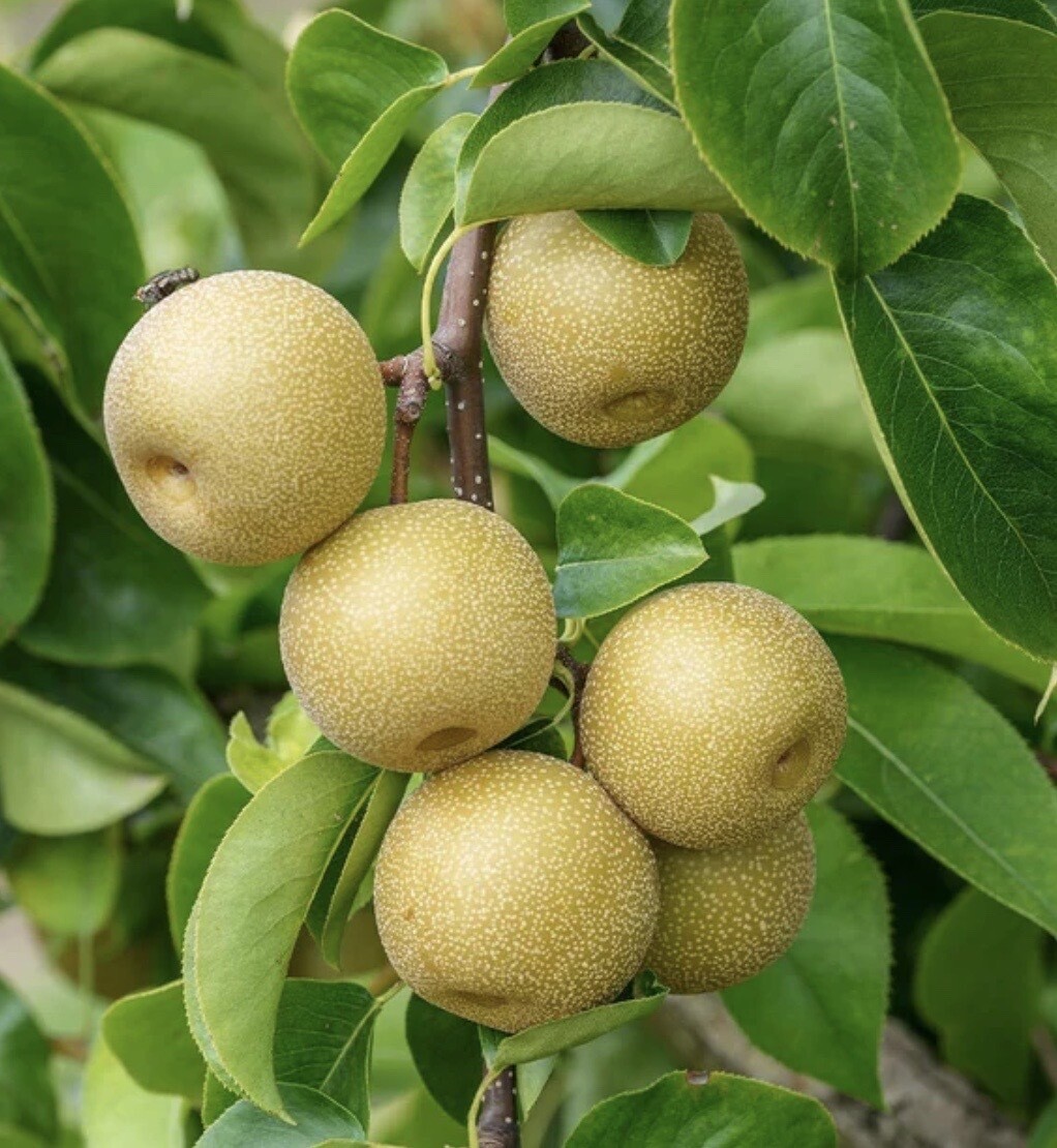 Fruit, Pear 'Hosui'