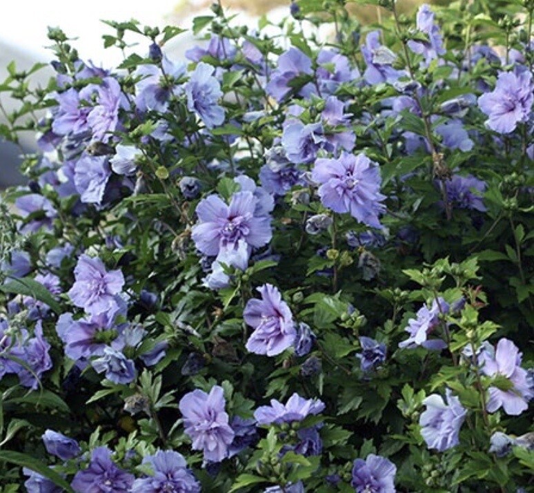 Hibiscus s. &#39;Blue Chiffon&#39;