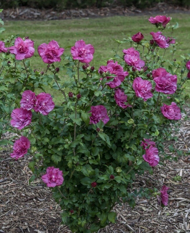 Hibiscus s. &#39;Magenta Chiffon&#39;