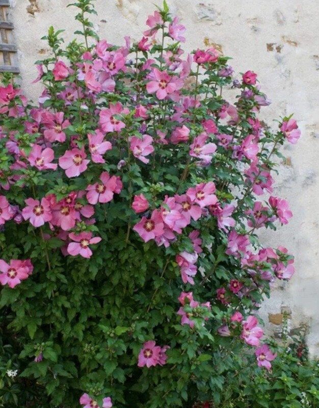 Hibiscus s. &#39;Aphrodite&#39; 