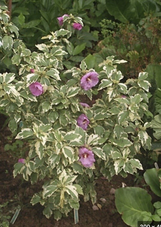 Hibiscus syr. &#39;Carpa&#39;