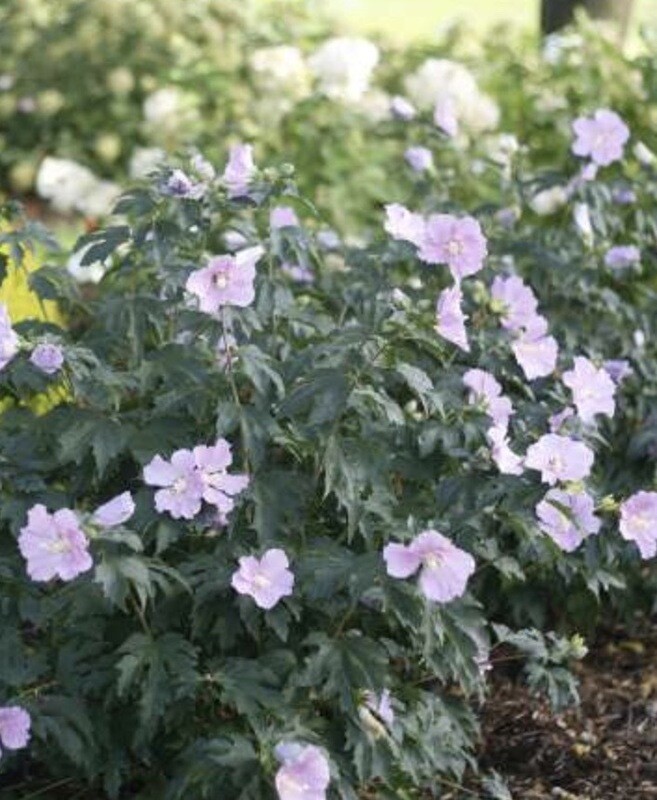 Hibiscus syr. &#39;American Irene Scott&#39;