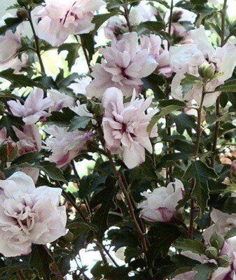 Hibiscus syr. 'Blushing Bride'
