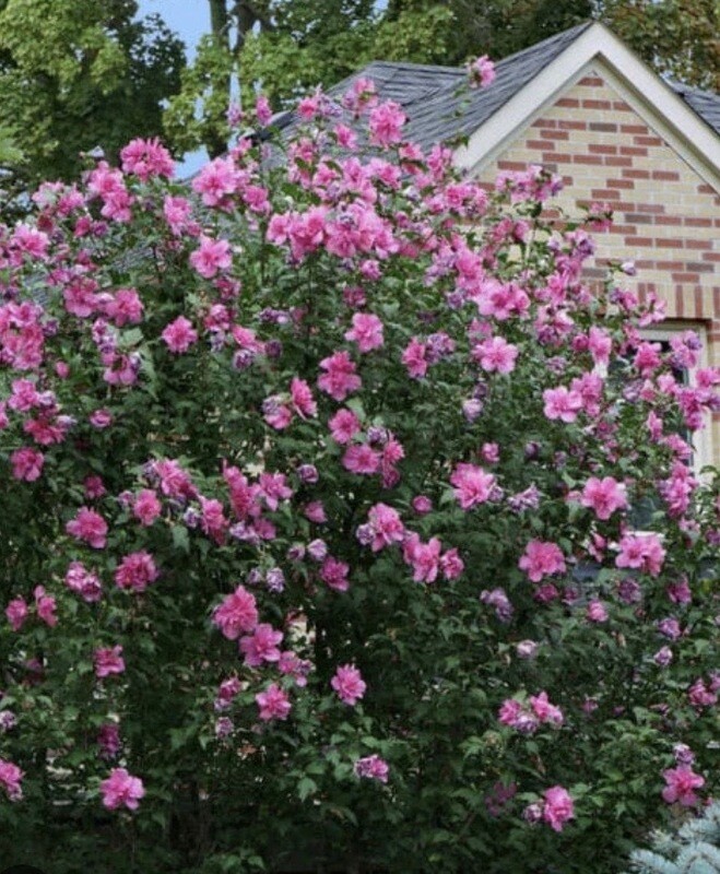 Hibiscus syr. &#39;Lucy&#39;