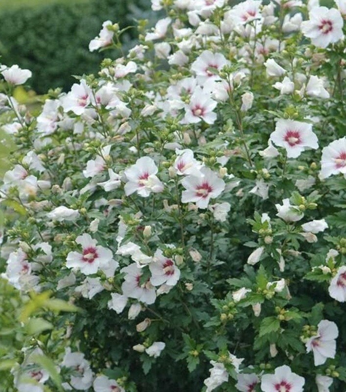 Hibiscus s. &#39;Red Heart&#39;