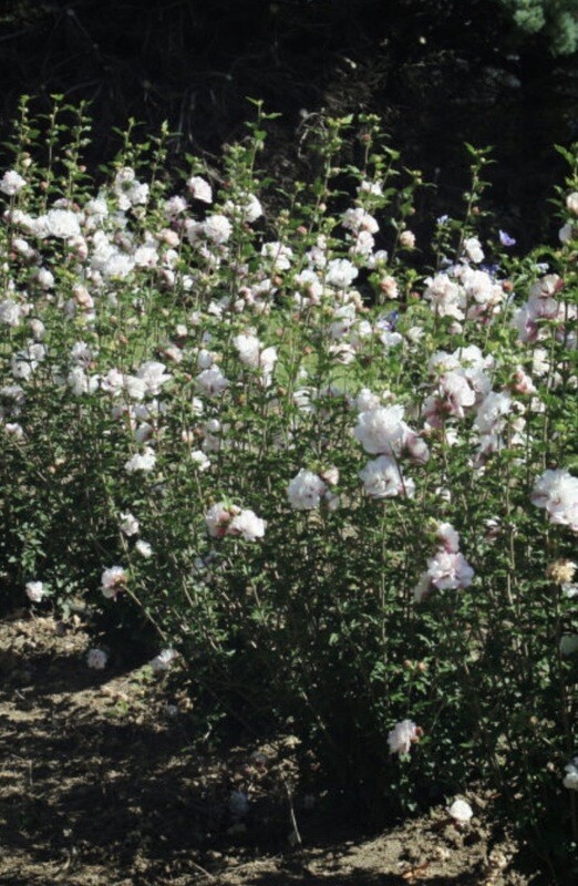 Hibiscus syr. &#39;French Cabaret&#39;