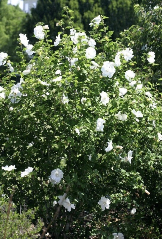 Hibiscus syr. &#39;Diana&#39;