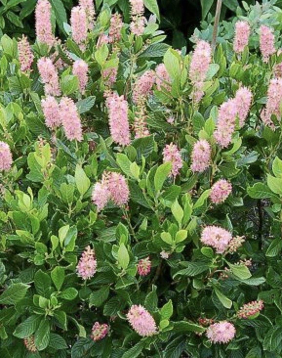 Clethra aln. 'Ruby Spice' 
