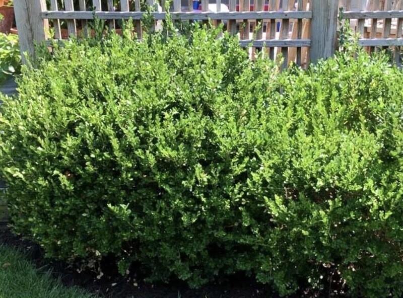 Buxus m. k. &#39;Winter Gem&#39;