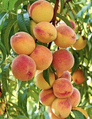 Fruit, Peach 'Frost'