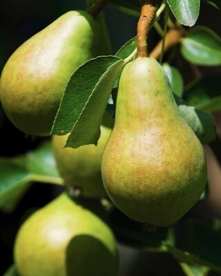 Fruit, Pear 'Bartlett'