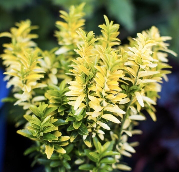 Euonymus j. &#39;Happiness&#39;