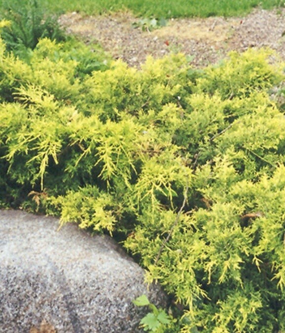 Juniperus c. 'Gold Coast'