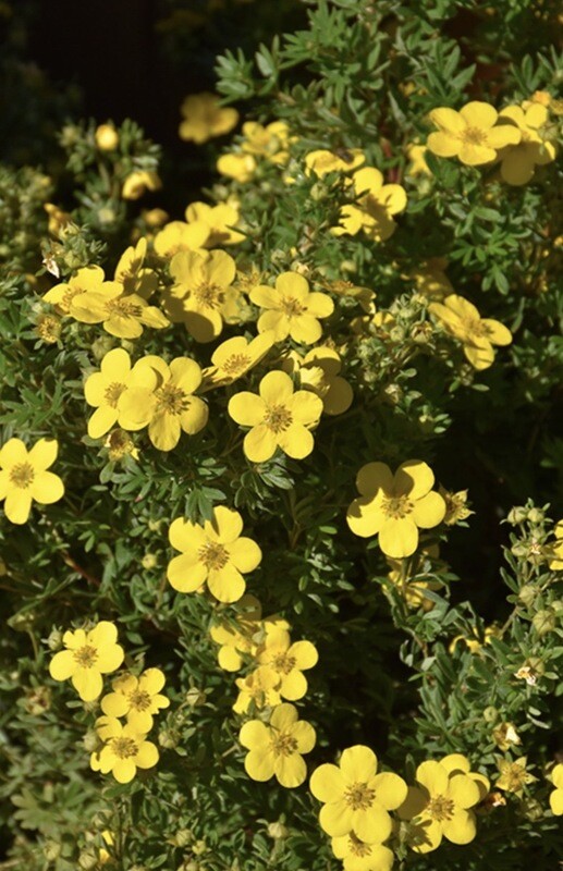Potentilla f. &#39;Goldfinger&#39; 