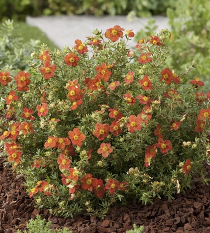 Potentilla f. &#39;Red Joker&#39;