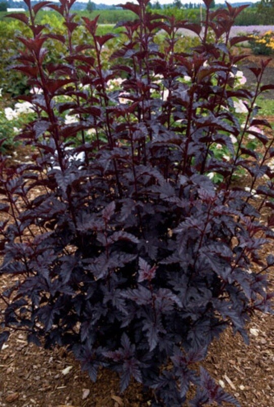 Physocarpus op. &#39;Panther&#39;
