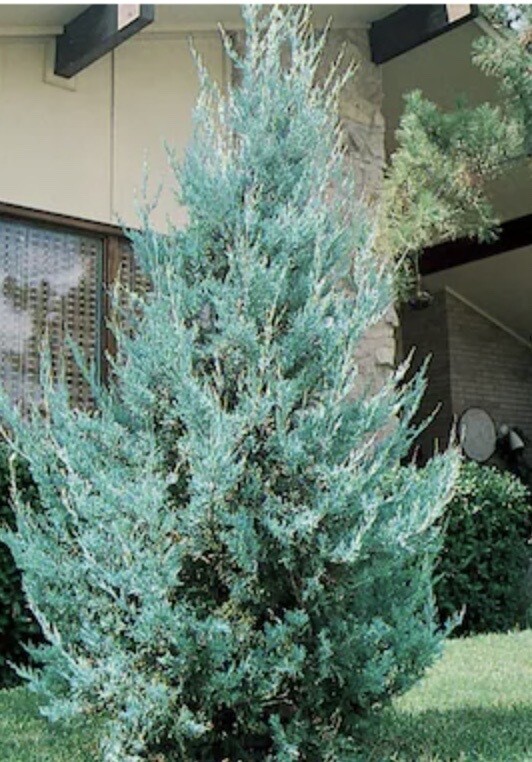 Juniperus s. 'Wichita Blue'