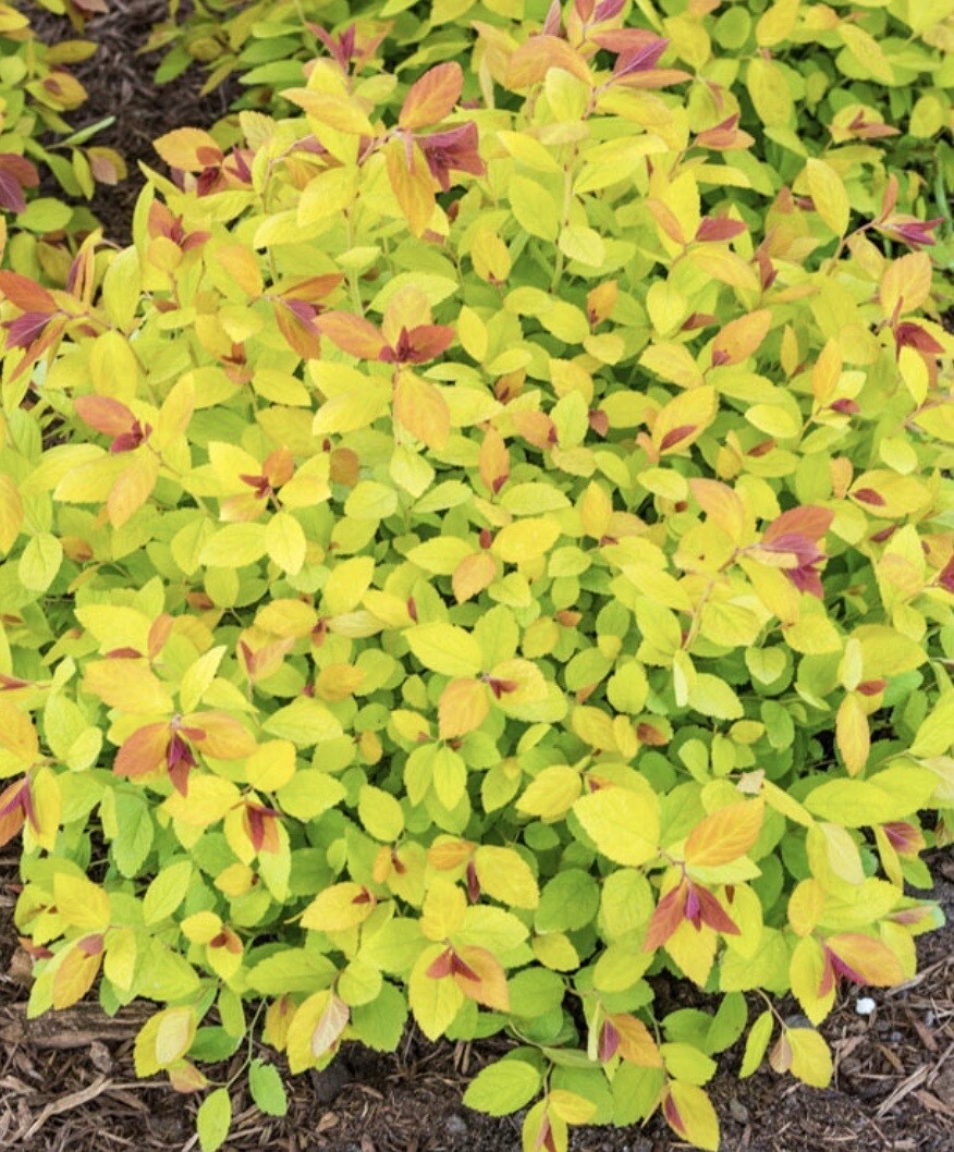 Spiraea j. 'Magic Carpet' 