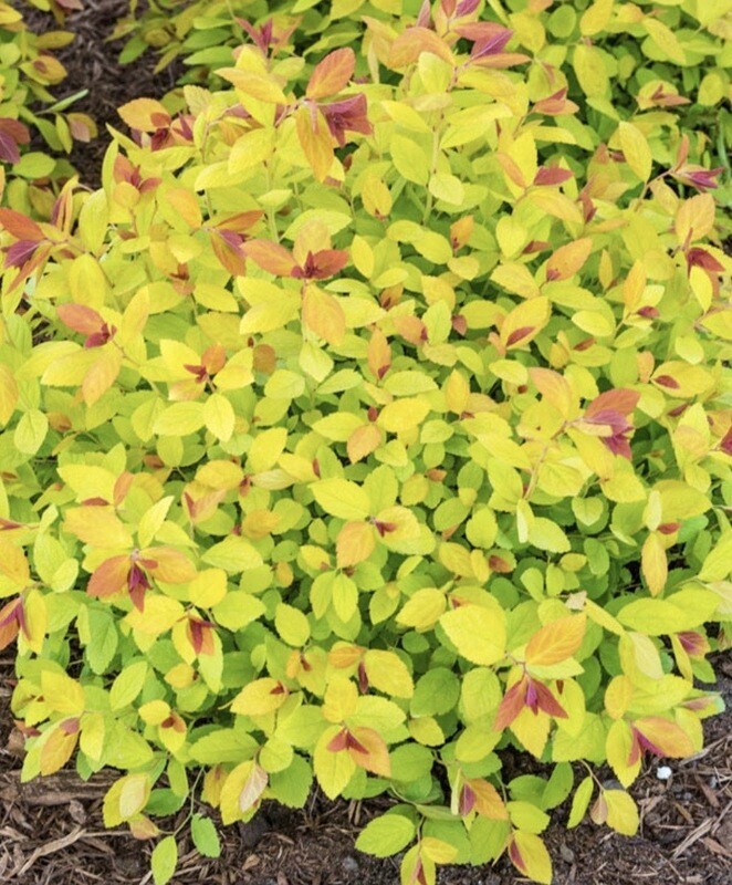 Spiraea j. &#39;Magic Carpet&#39; 