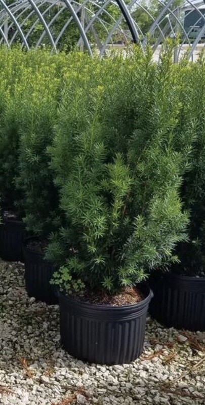 Taxus x m. &#39;Hicks&#39; 