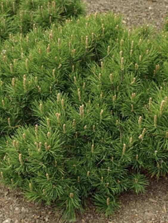 Pinus m. &#39;Pumilio&#39; 