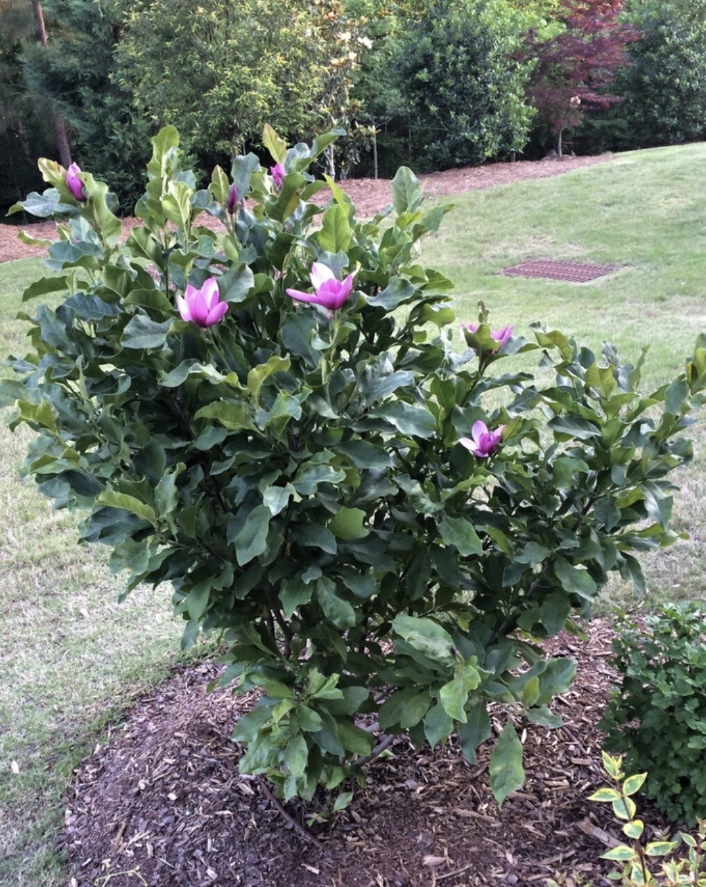 Magnolia 'Ann' M/S