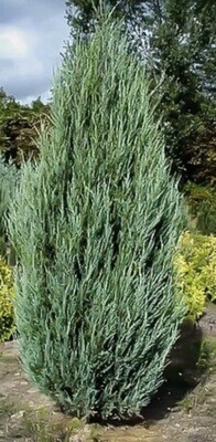Juniperus scop. 'Skyrocket'