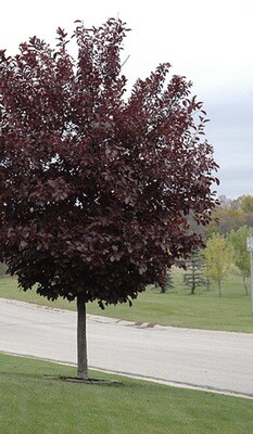 Prunus v. 'Canada Red'