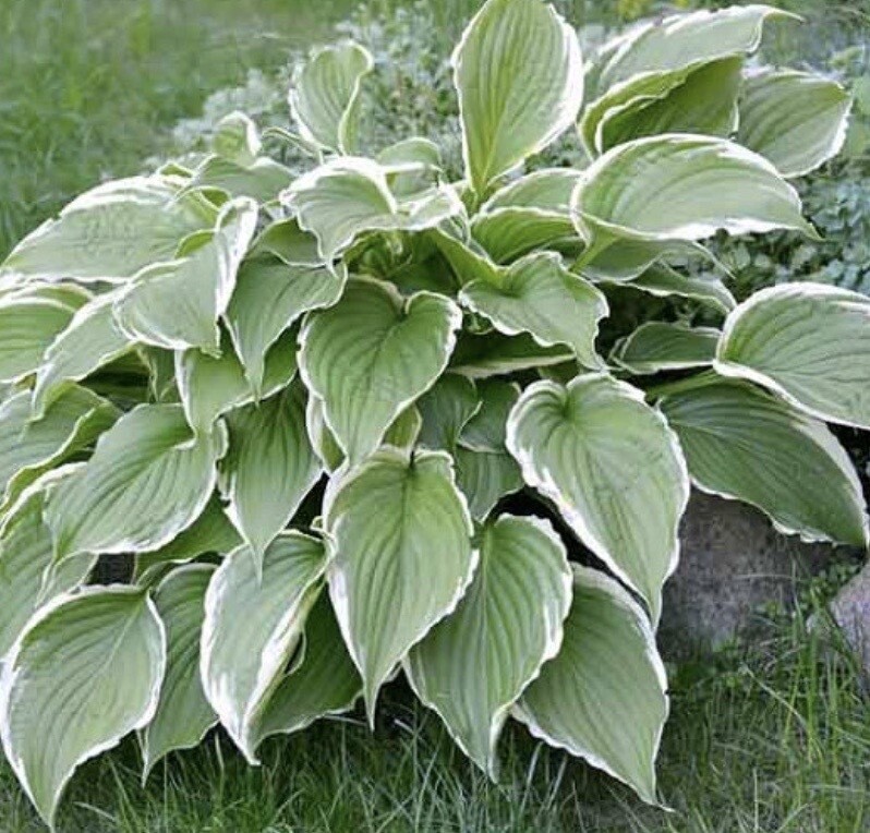 Hosta &#39;Francee&#39; #1