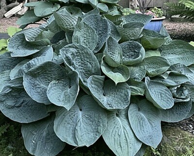 Hosta &#39;Big Daddy&#39; #1