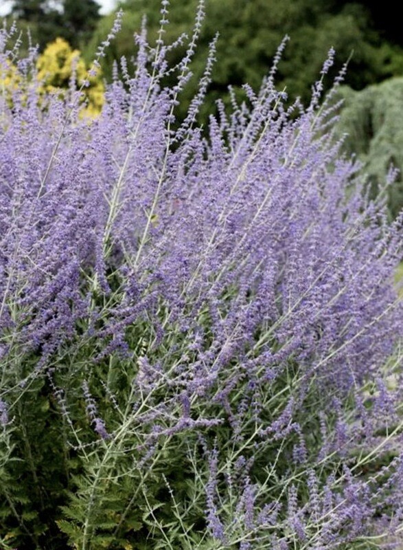 Perovskia a. &#39;Little Spire&#39;