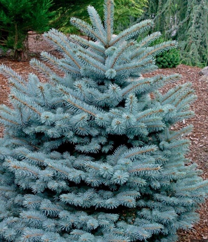 Picea p. &#39;Montgomery&#39;
