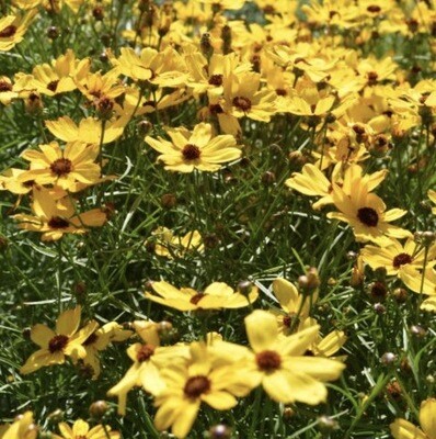 Coreopsis 'Butter Rum' #1