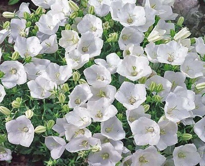 Campanula ca. 'Pearl White' #1