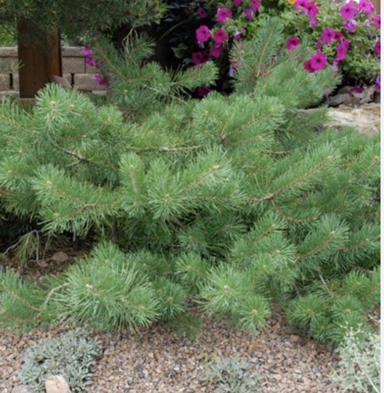 Pinus syl. 'Hillside Creeper'