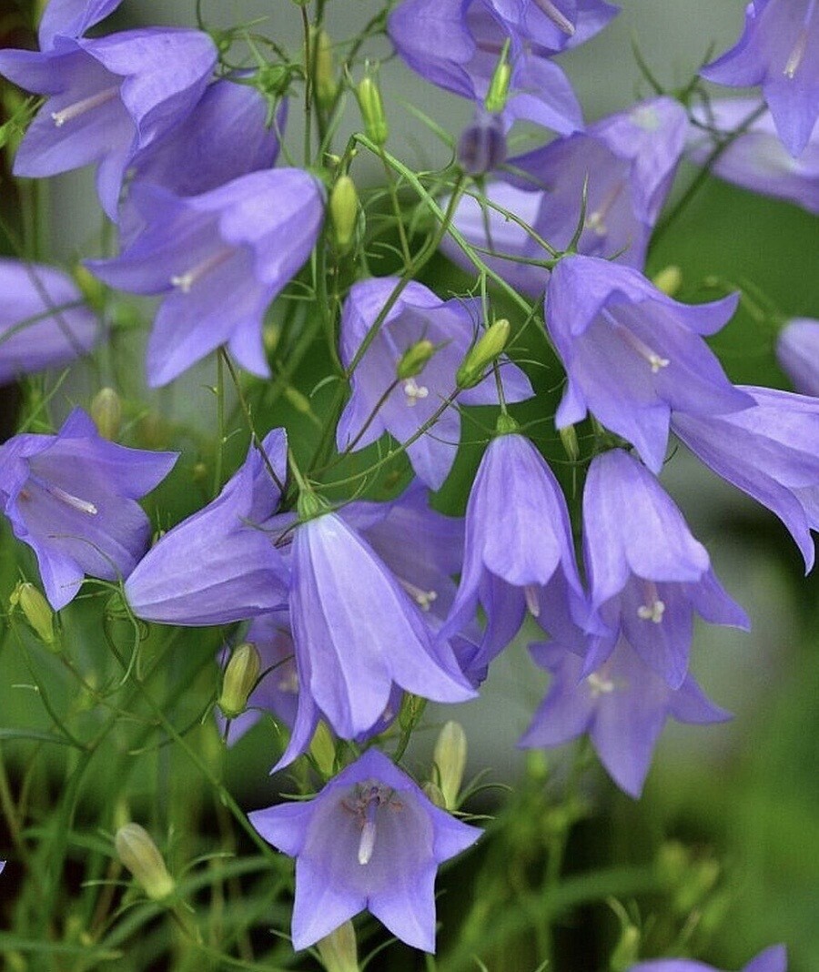 Campanula 'Thumbell Blue' #1