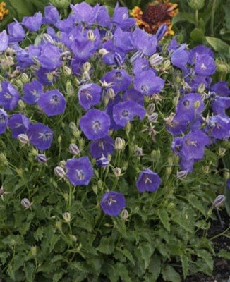 Campanula ca. 'Pearl Deep Blue' #1