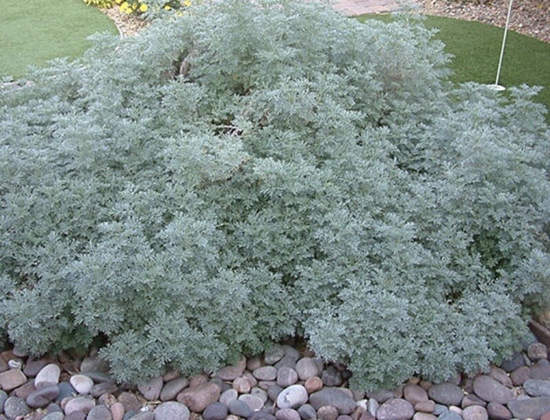 Artemisia x &#39;Powis Castle&#39;