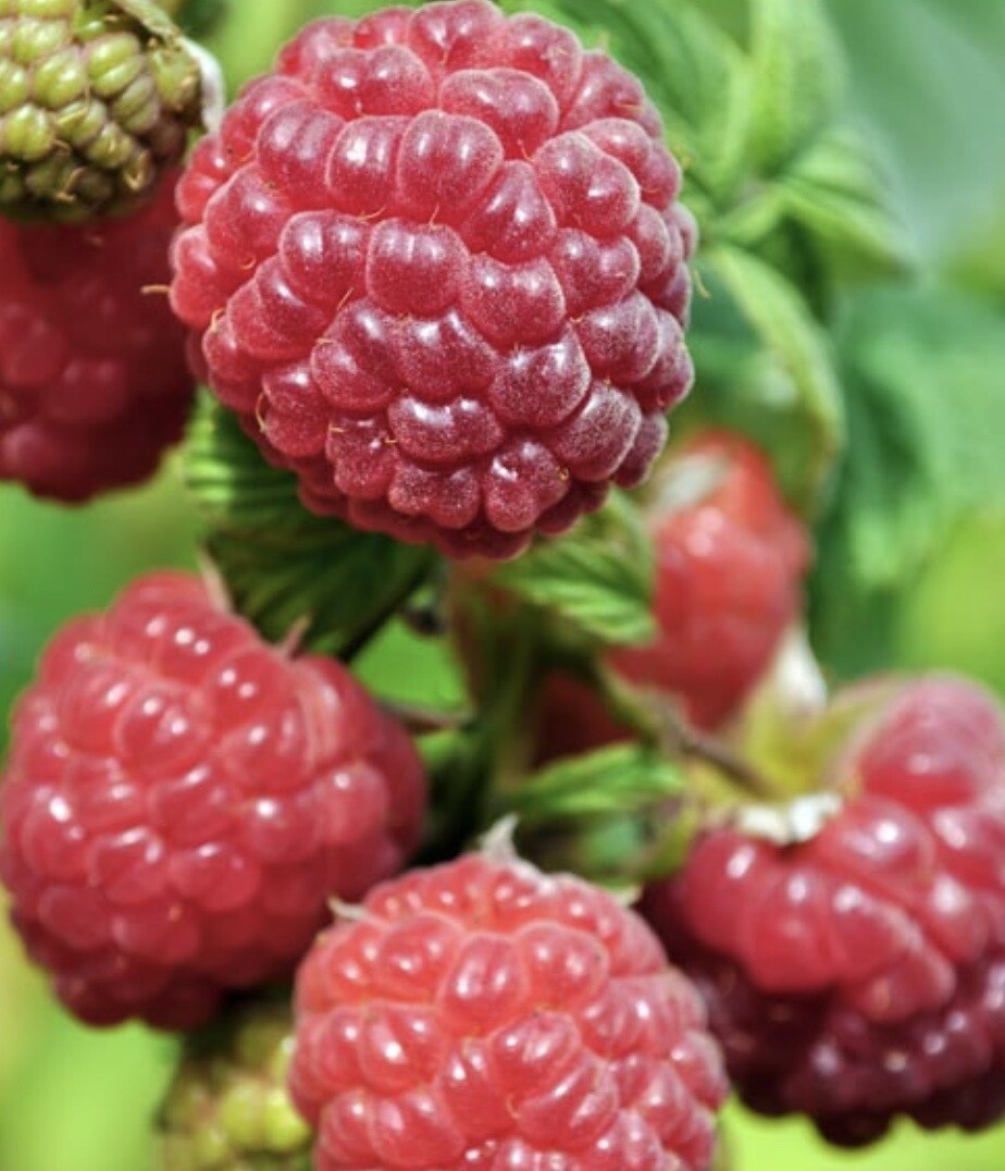 Fruit, Raspberry #2