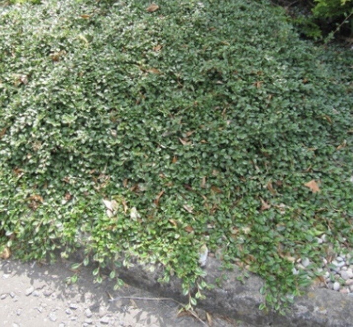 Cotoneaster dam. &#39;Lowfast&#39; 