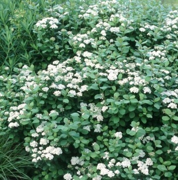 Spiraea bet. 'Tor' 