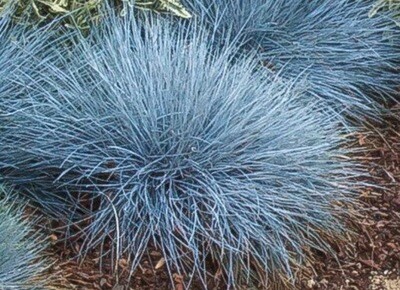 Grass, Festuca 'Beyond Blue' #1