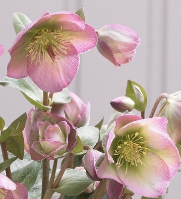 Helleborus 'Dorothy's Dawn' #1