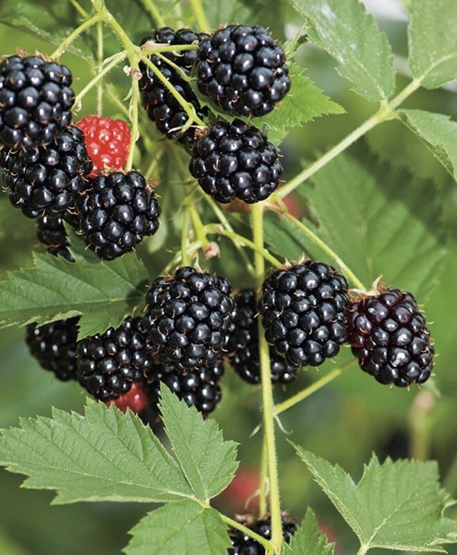 Berry, Blackberry #1 *SALE