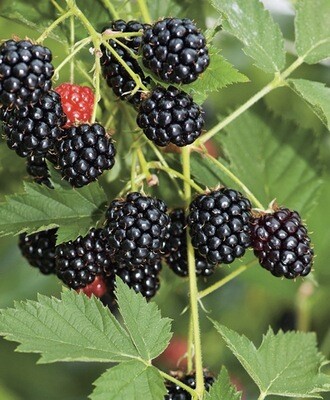 Fruit, Blackberry #1
