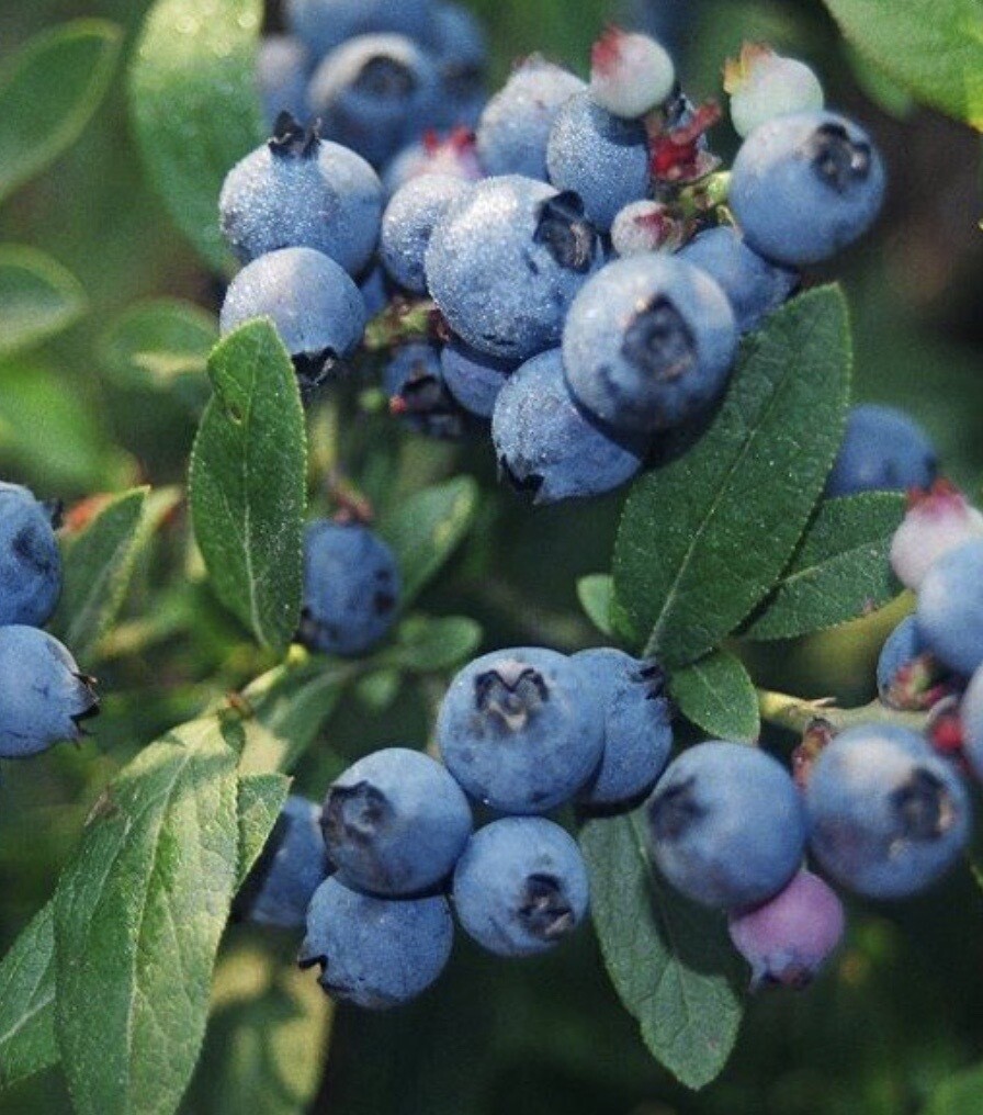 Fruit, Blueberry 'North Country' #2