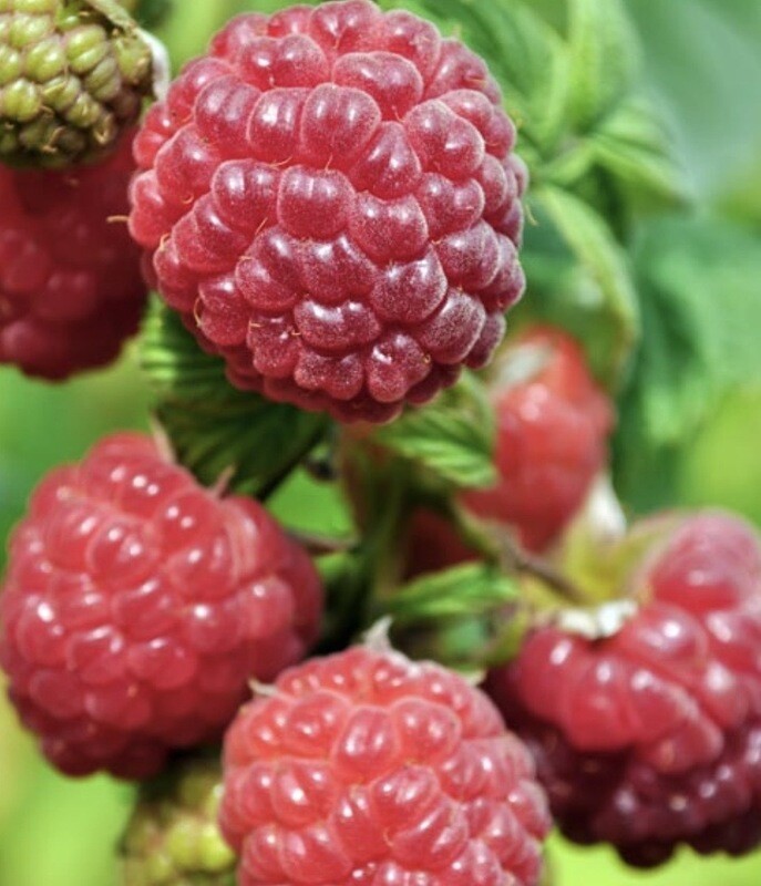 Berry, Raspberry #1 *SALE