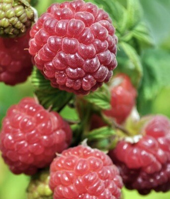 Fruit, Raspberry #1